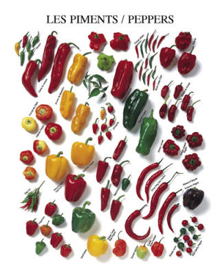 Atelier-Peperoni-e-peperoncini--Peppers--52568